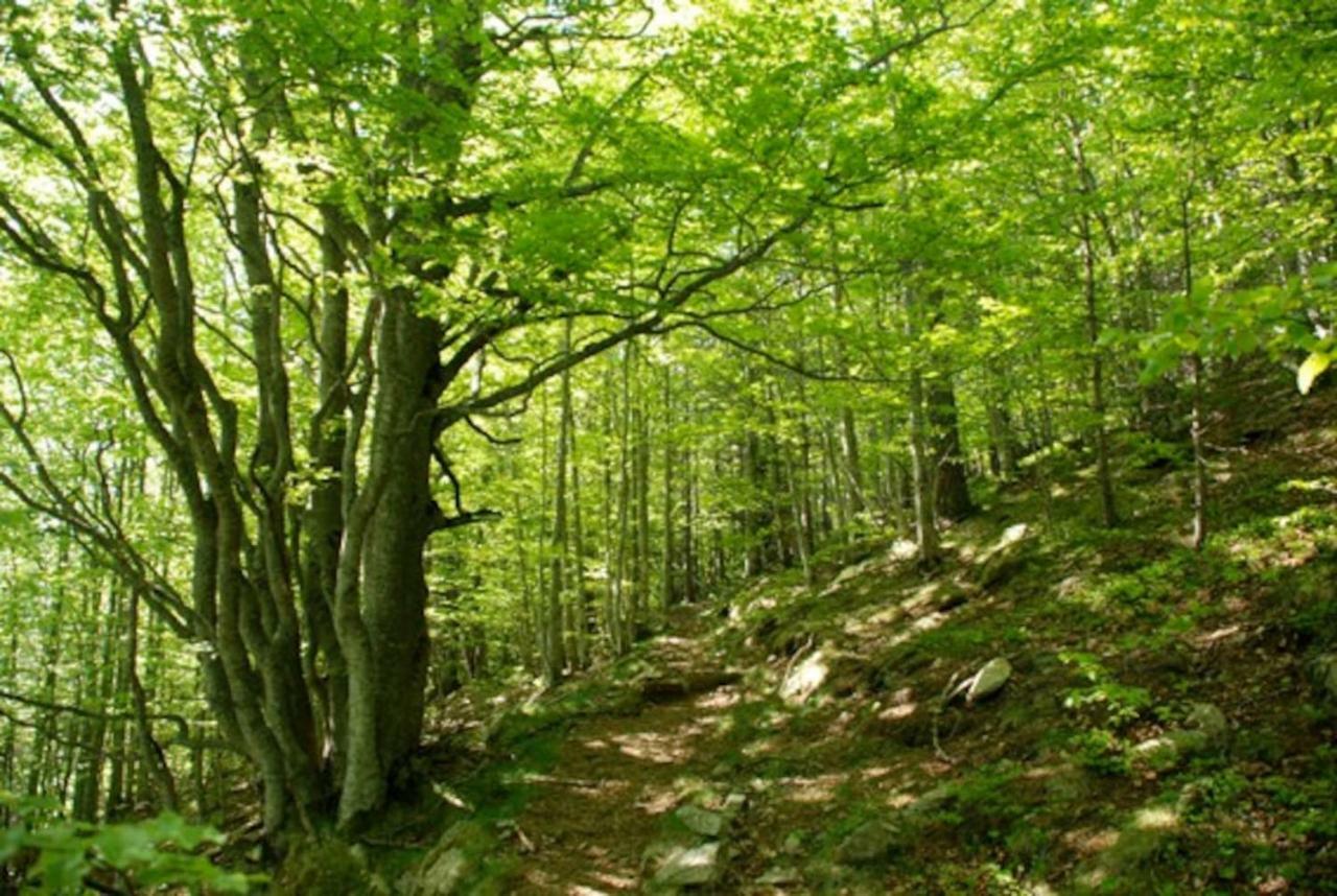 Naturaleza Y Aire Puro En El Pirineo Oriental En Una Bonita Casa Rural De Piedra Prats-de-Mollo-la-Preste Extérieur photo